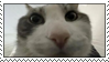cat cat